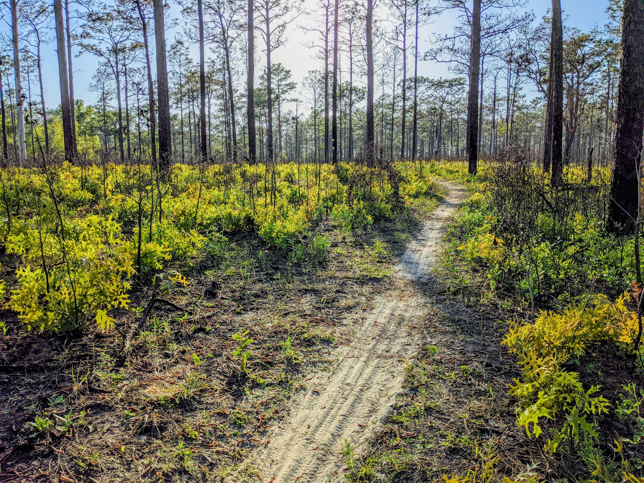 Crooked River Group Camp Withlacoochee State Forest