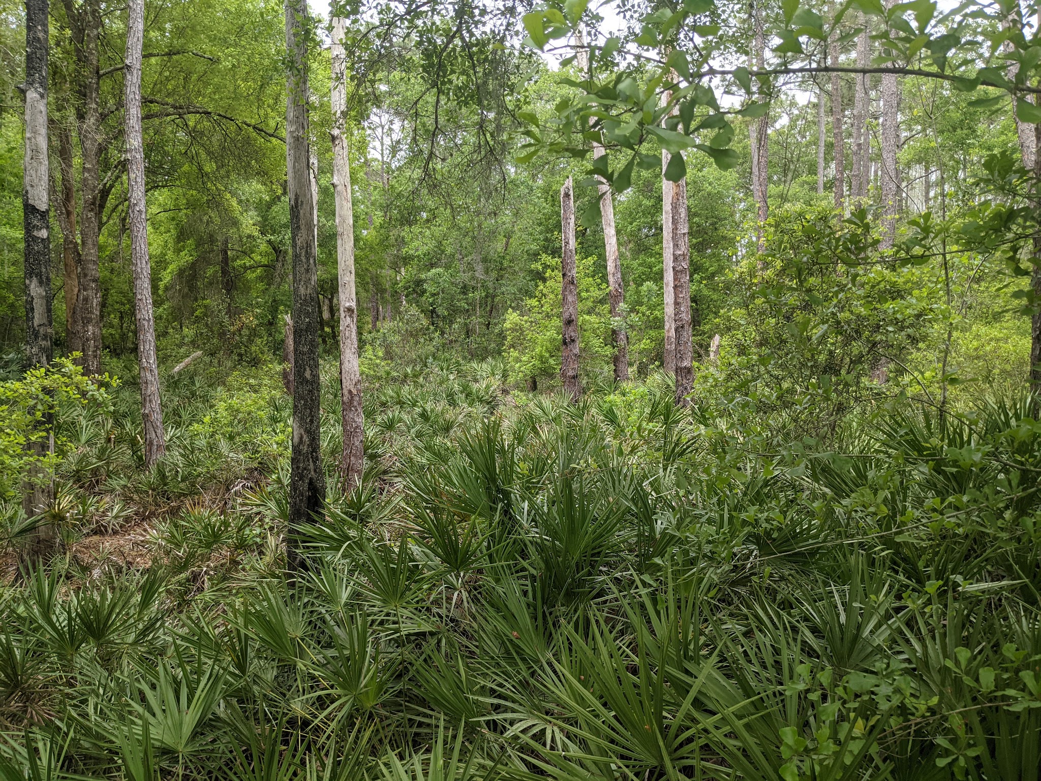 Crooked River Group Camp Withlacoochee State Forest