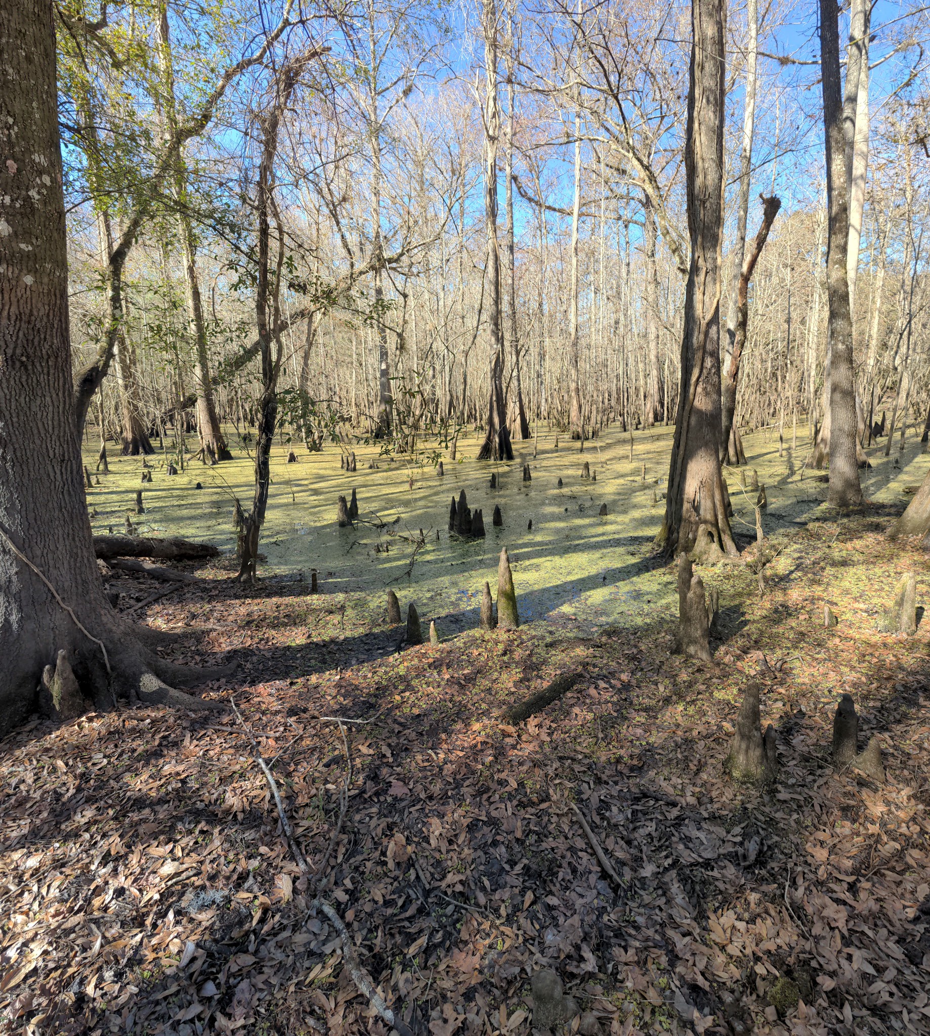 Crooked River Group Camp Withlacoochee State Forest