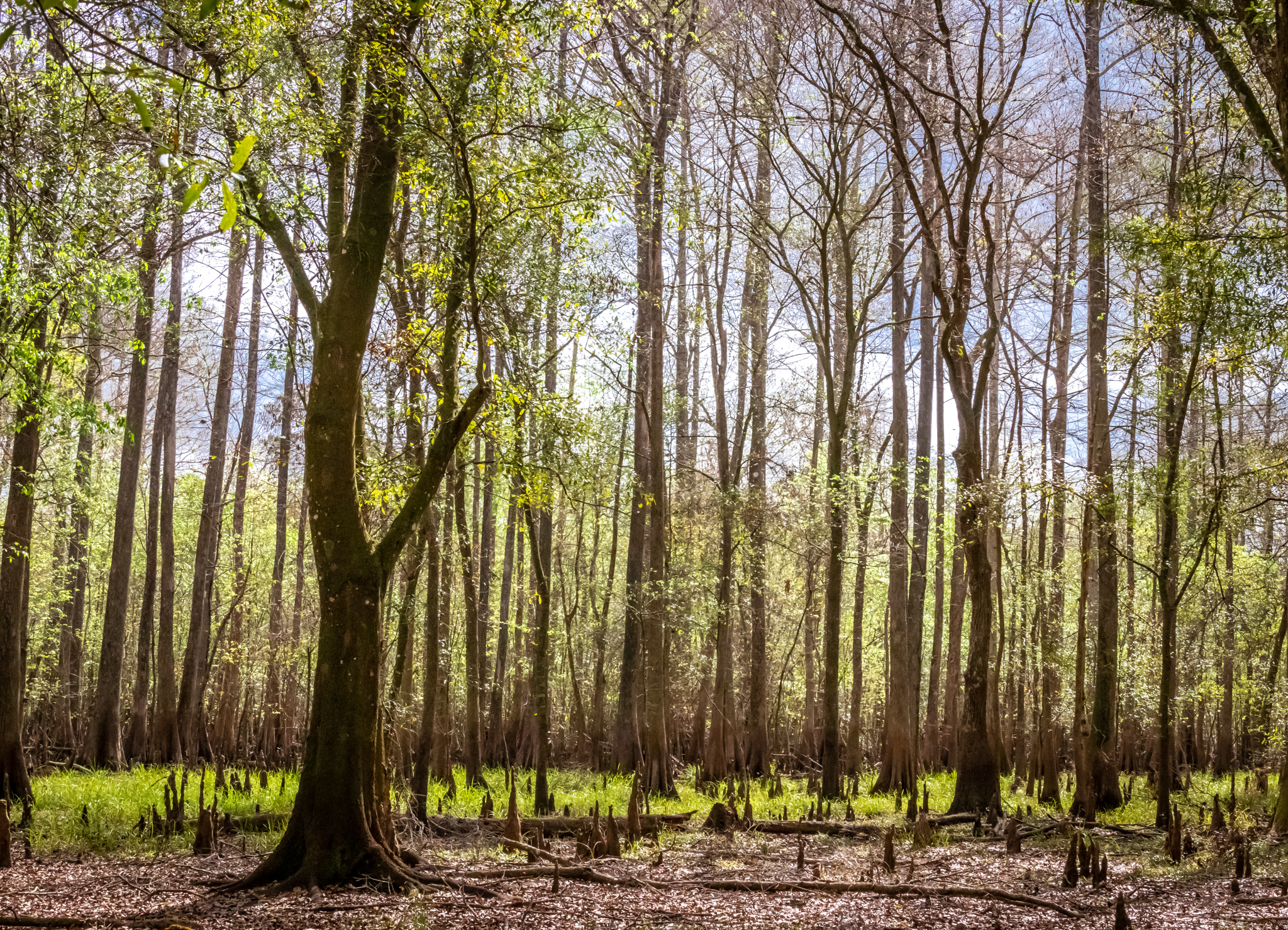 Crooked River Campground Withlacoochee State Forest