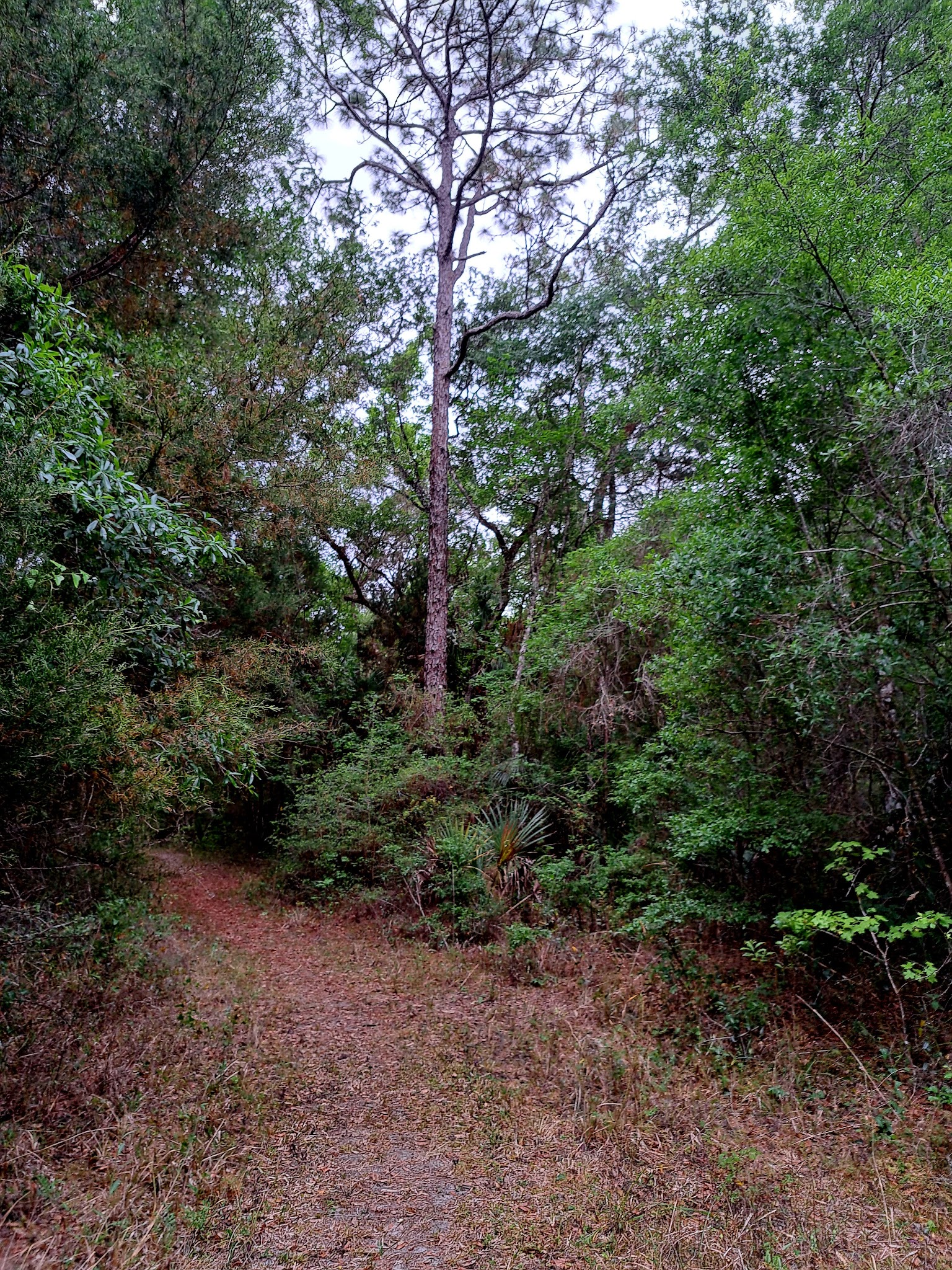 Crooked River Group Camp Withlacoochee State Forest