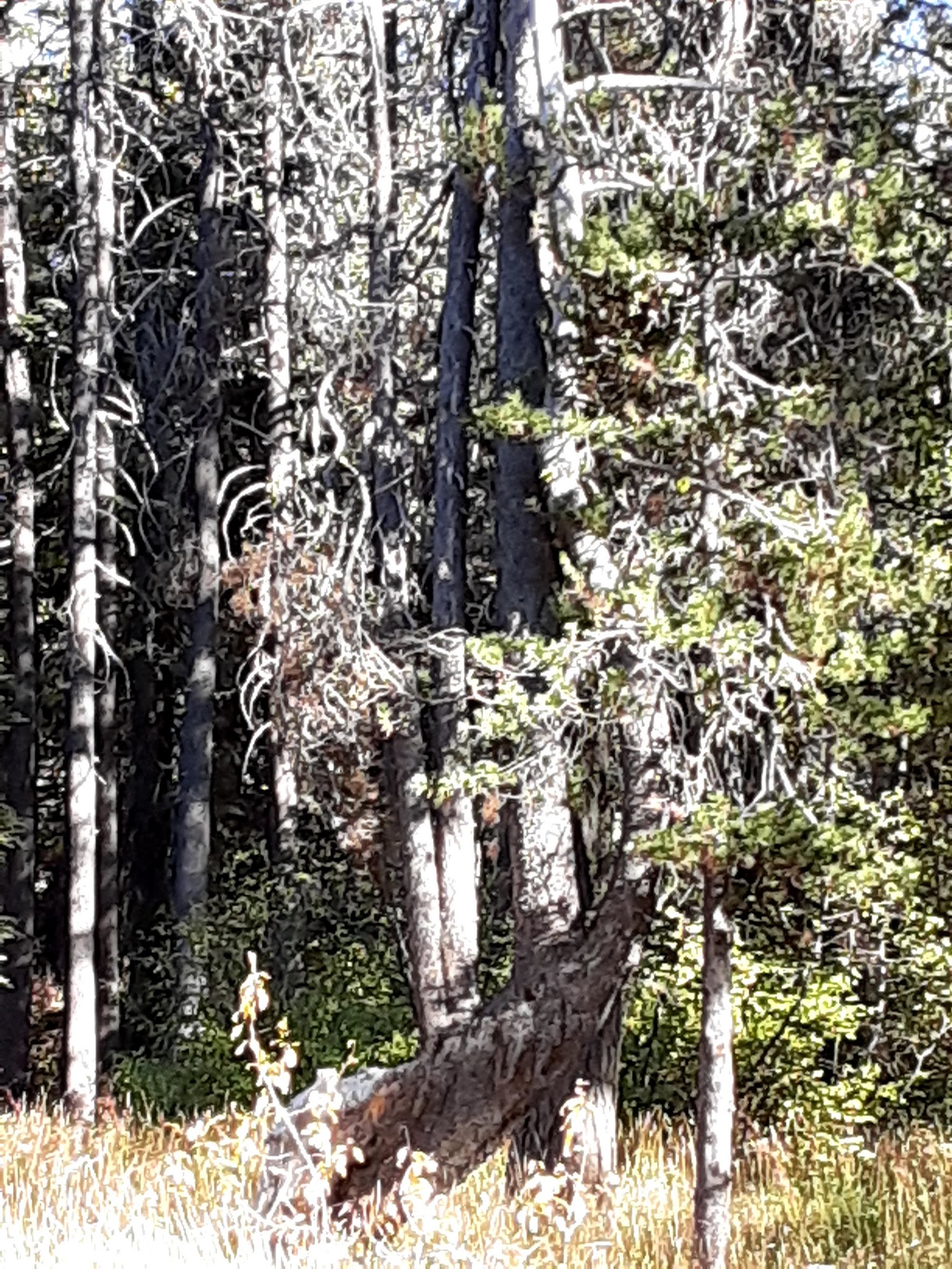 Woodchuck Campground