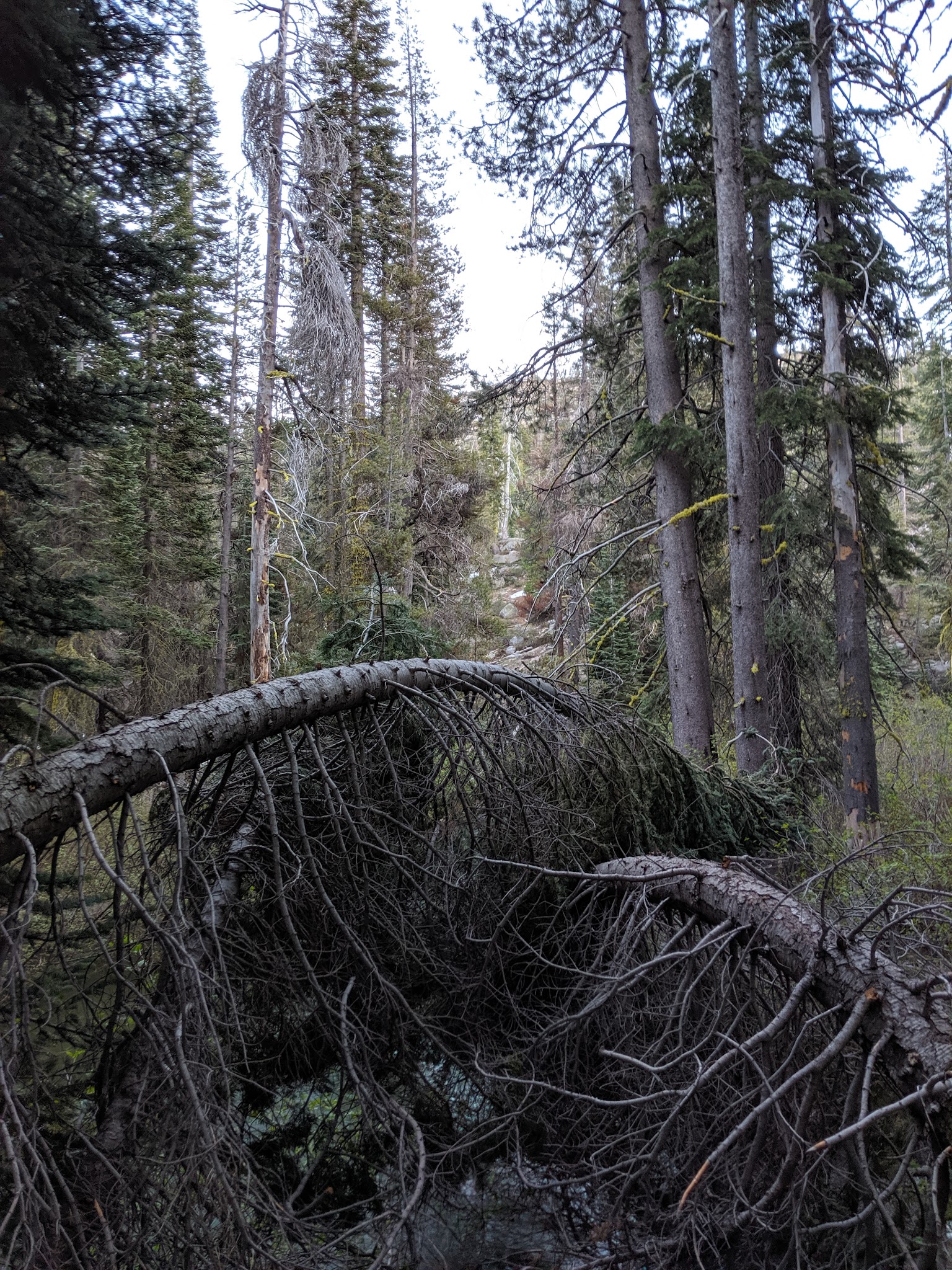 Woodchuck Campground