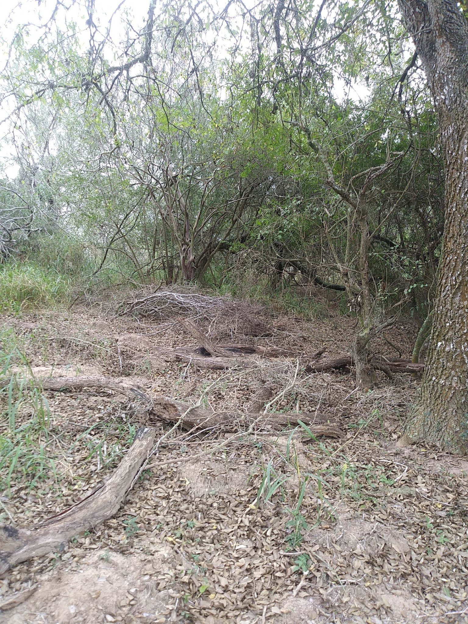 Lake Corpus Christi State Park