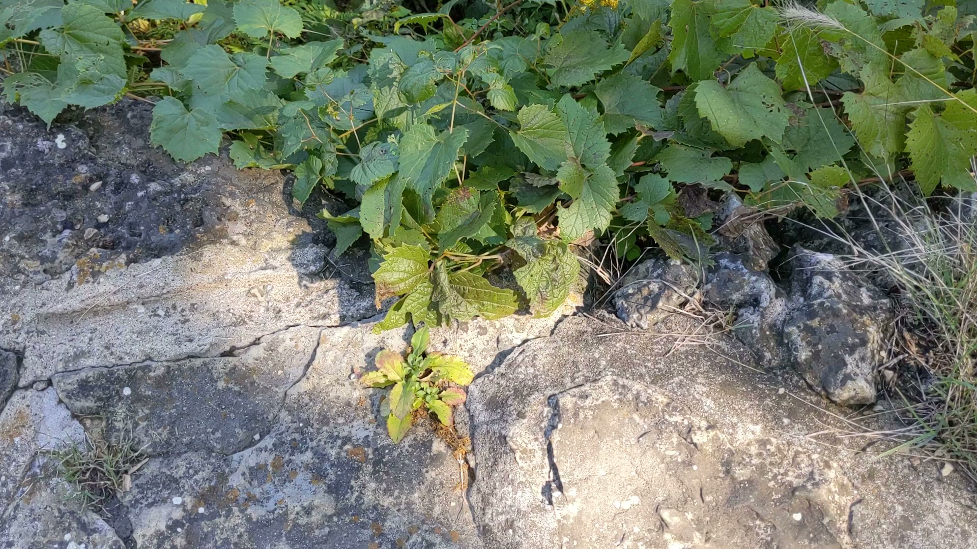 Wyalusing State Park