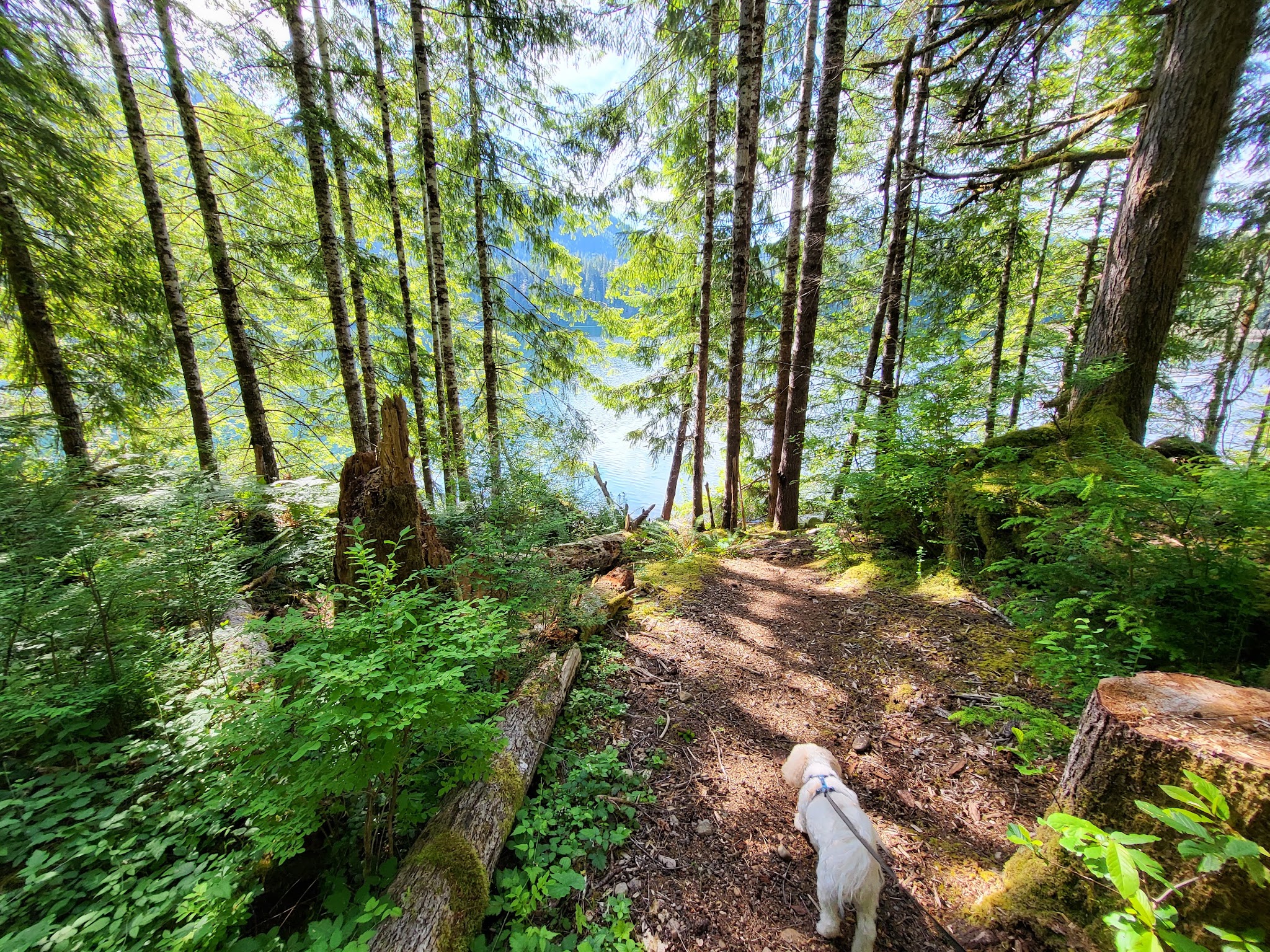 Wynoochee Lake Shore Trailhead - Coho Campground