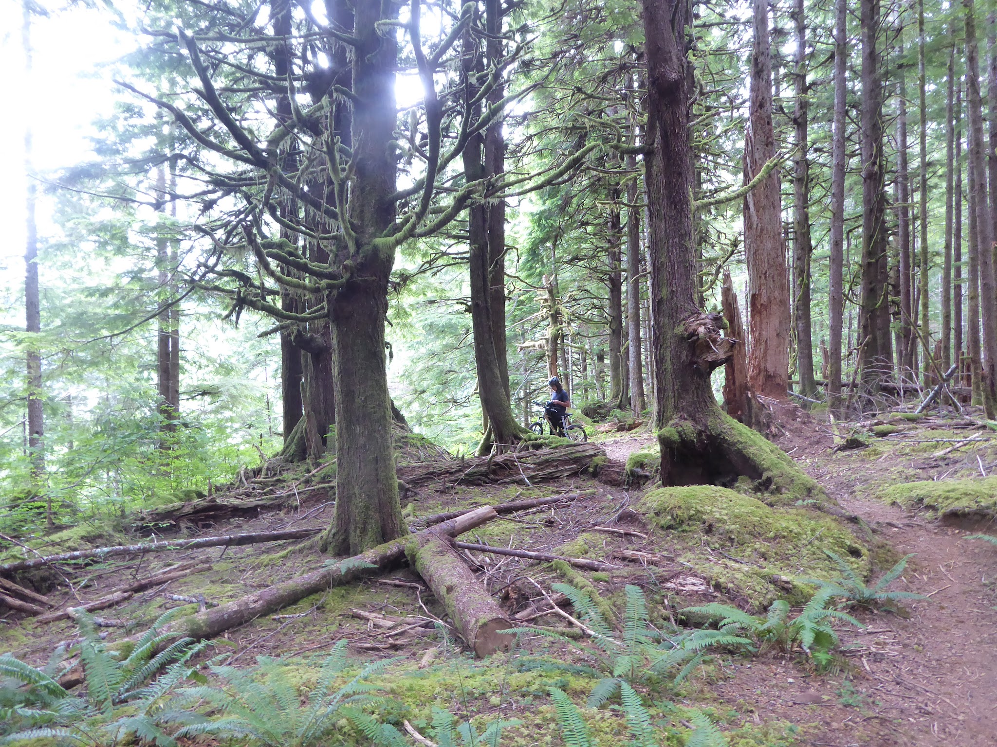 Wynoochee Lake Shore Trailhead - Coho Campground