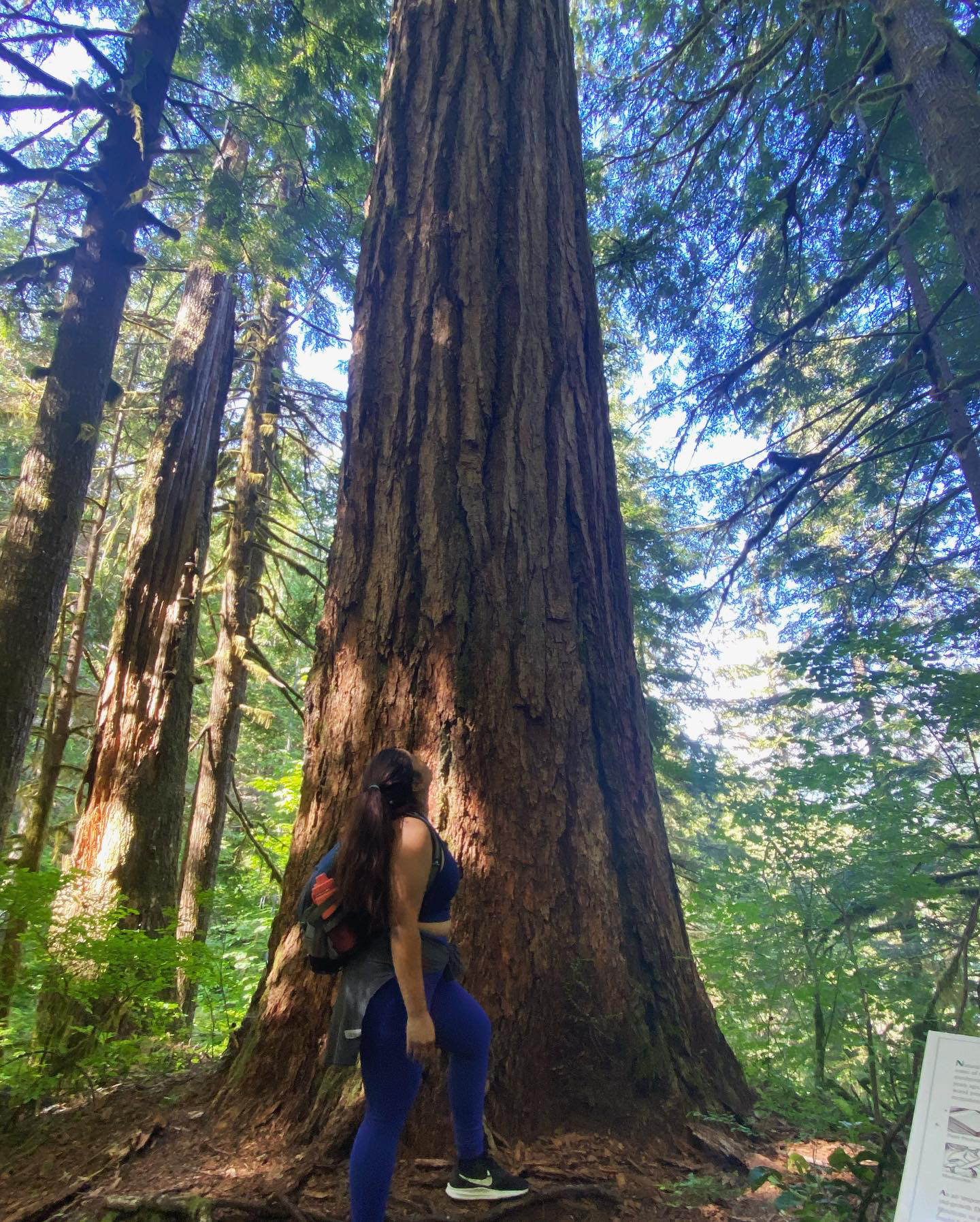 Wynoochee Lake Shore Trailhead - Coho Campground