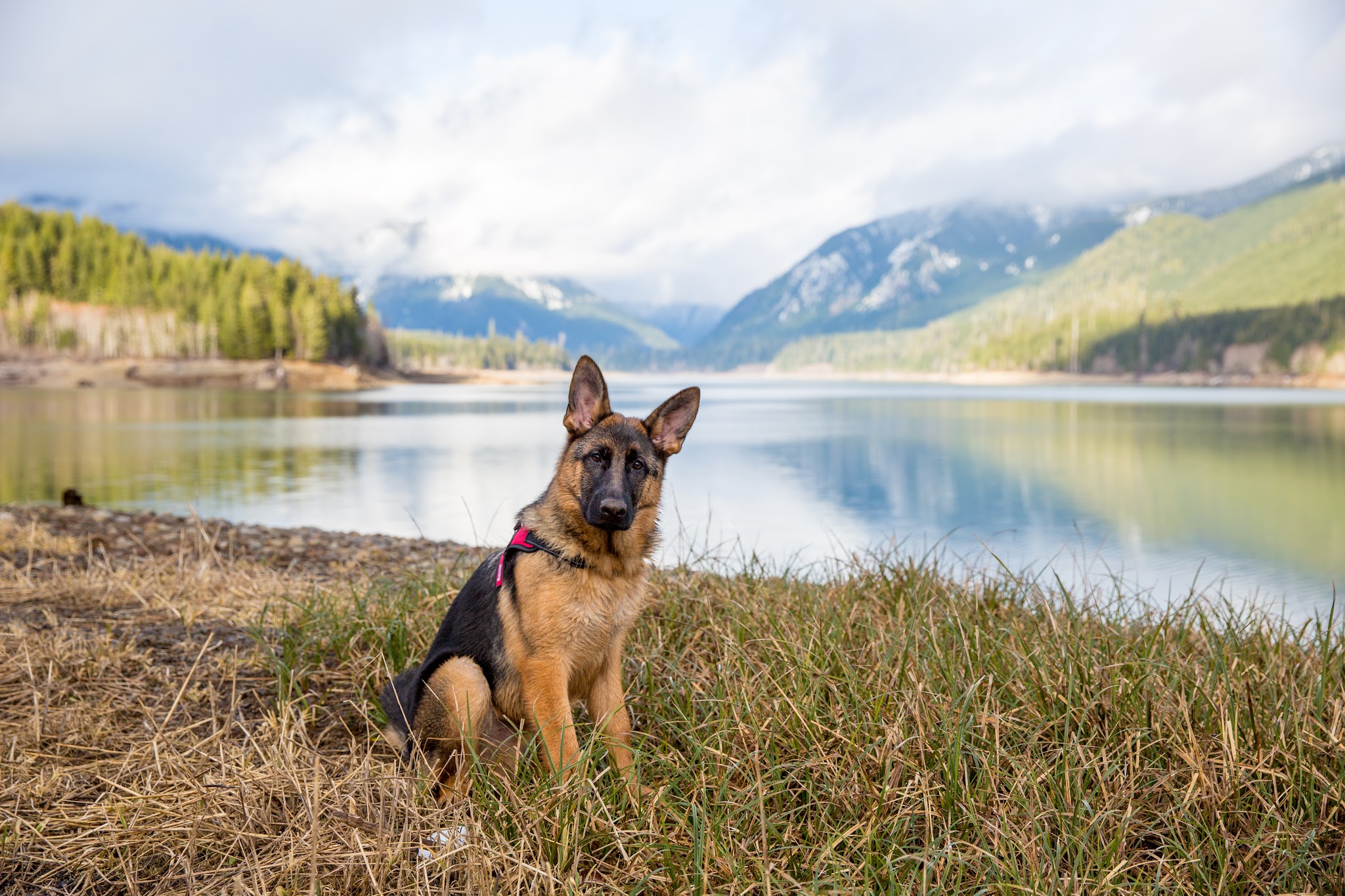 Wynoochee Lake Shore Trailhead - Coho Campground