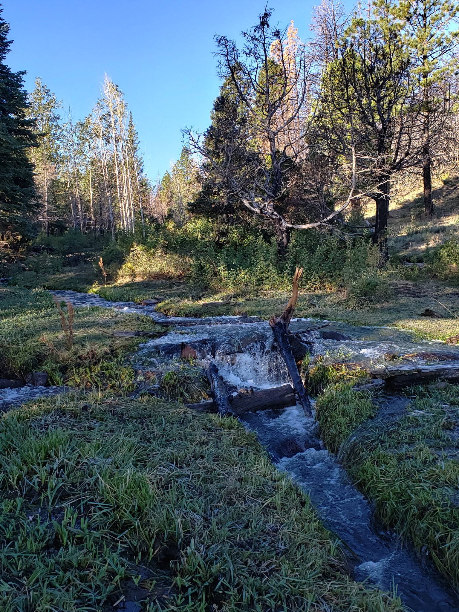Yankee Designated Dispersed Camping Area