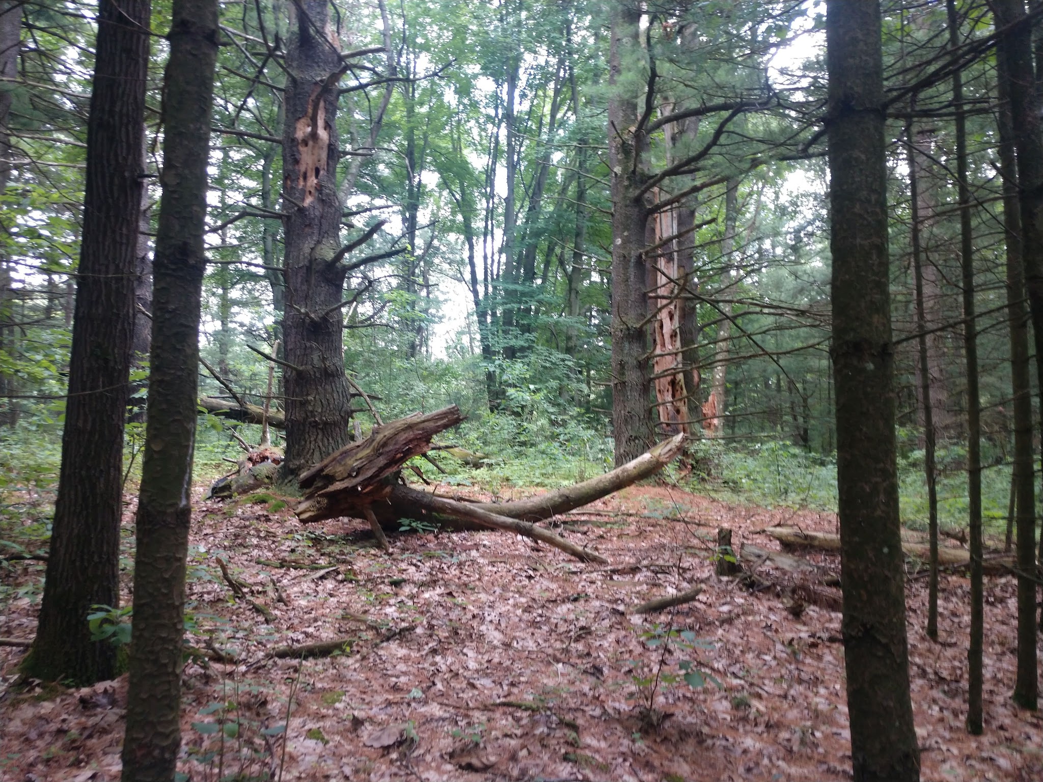 Yankee Springs Gun Lake Campground