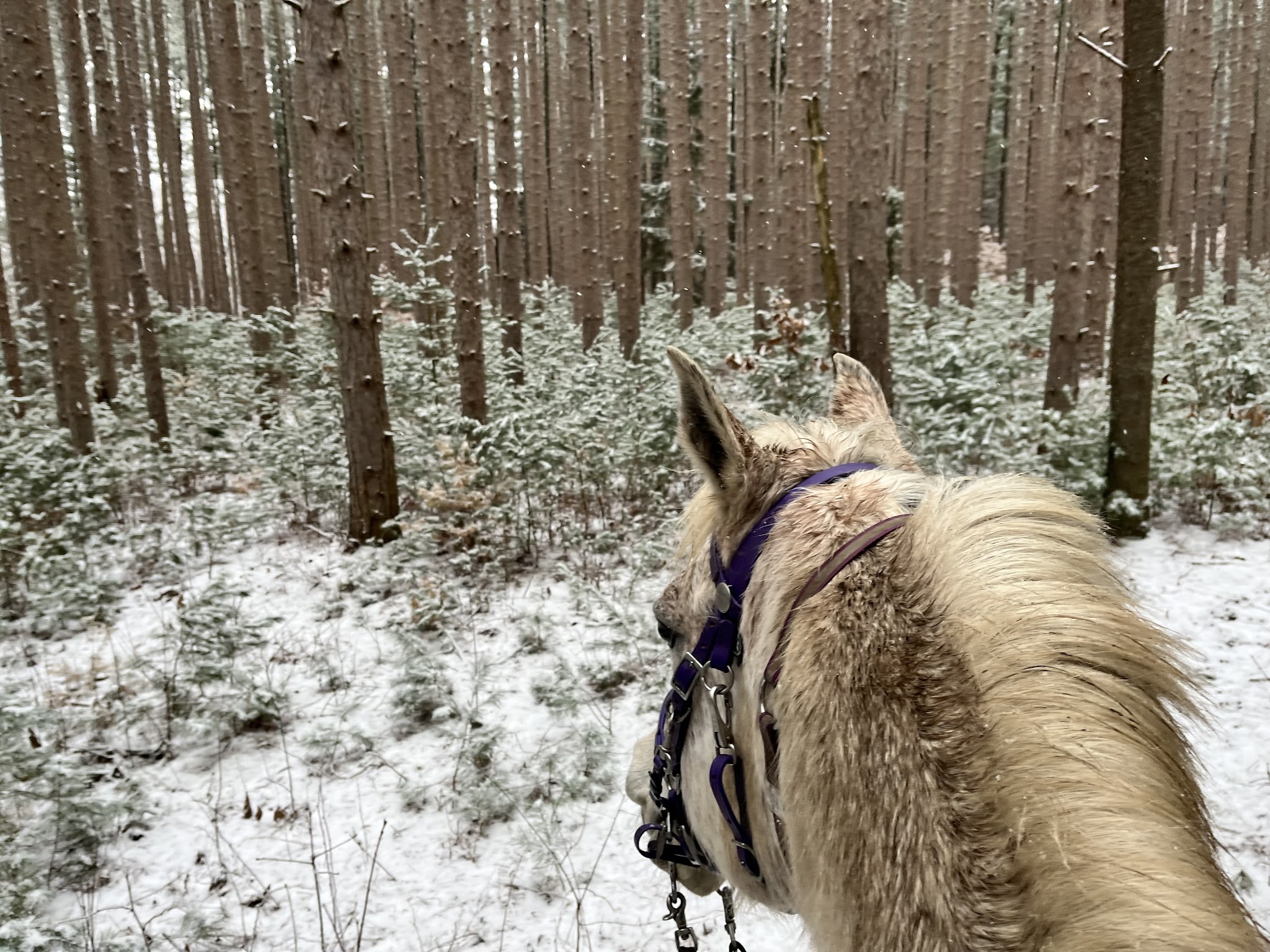 Yankee Springs-Equestrian Campground
