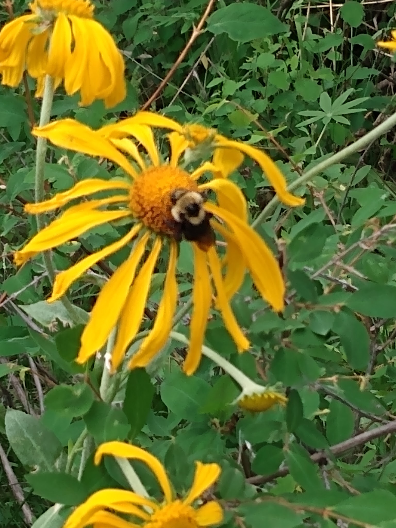 Divide Forks Campground - Grand Valley Rd