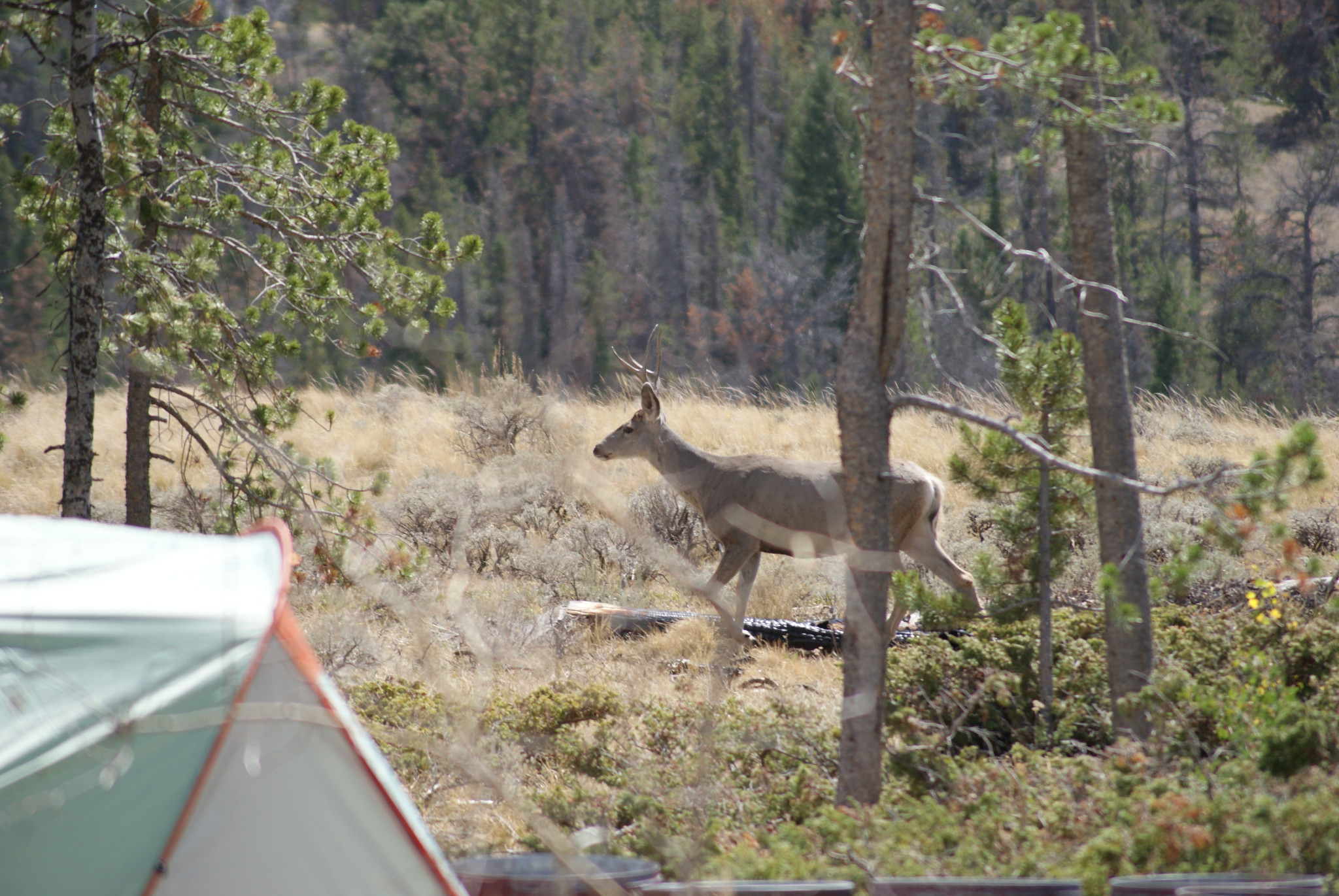 Pole Creek Dispersed Campground