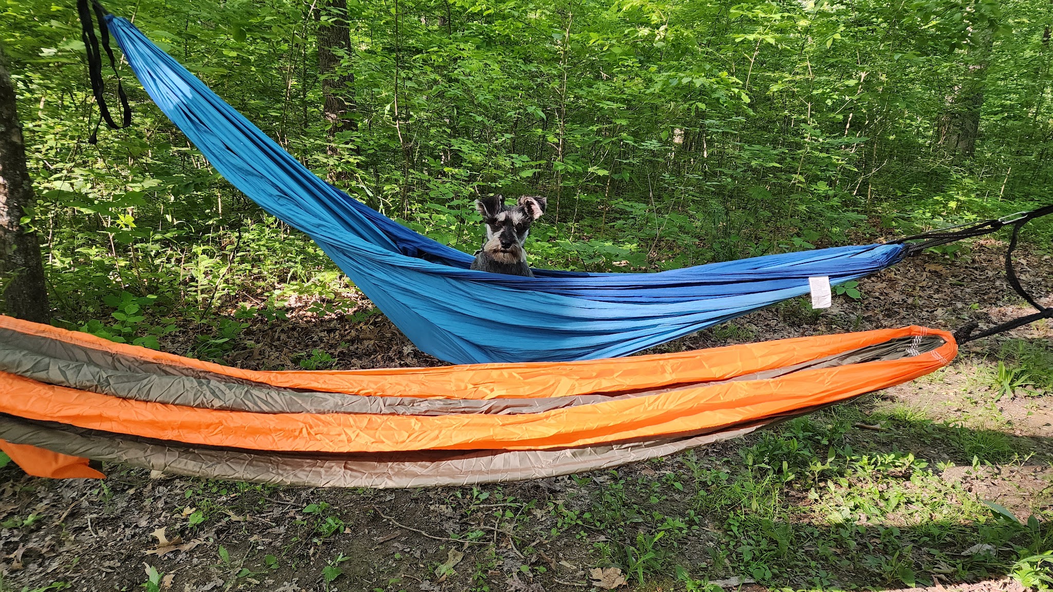 Yellowwood State Forest